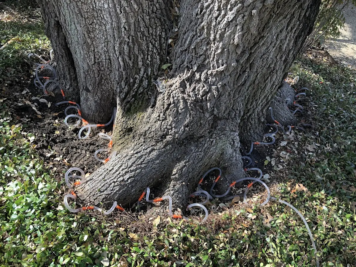Detailed Shrub and Hedge Trimming job site in Kerens