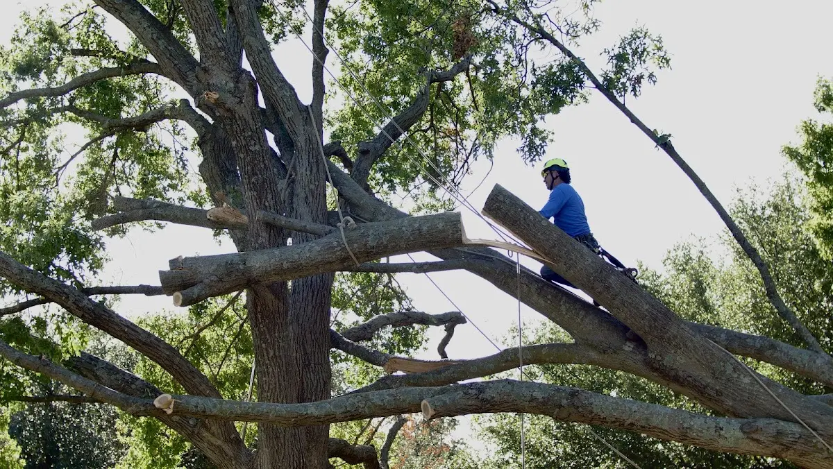 Professional Crown Thinning performed by certified arborists in Kerens
